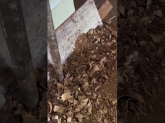 冷圧したブドウ種子油